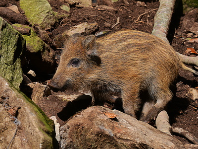 Wildschweine können die ASP verbreiten. Quelle: Rudolpho Duba  / pixelio.de